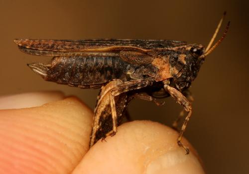 Réf. 192 528 : Tetrix subulata